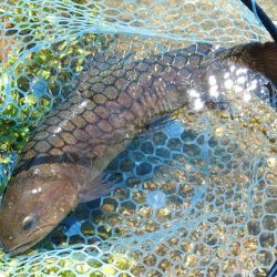 イトウが釣れた！ ～フィシングパーク高島の泉～